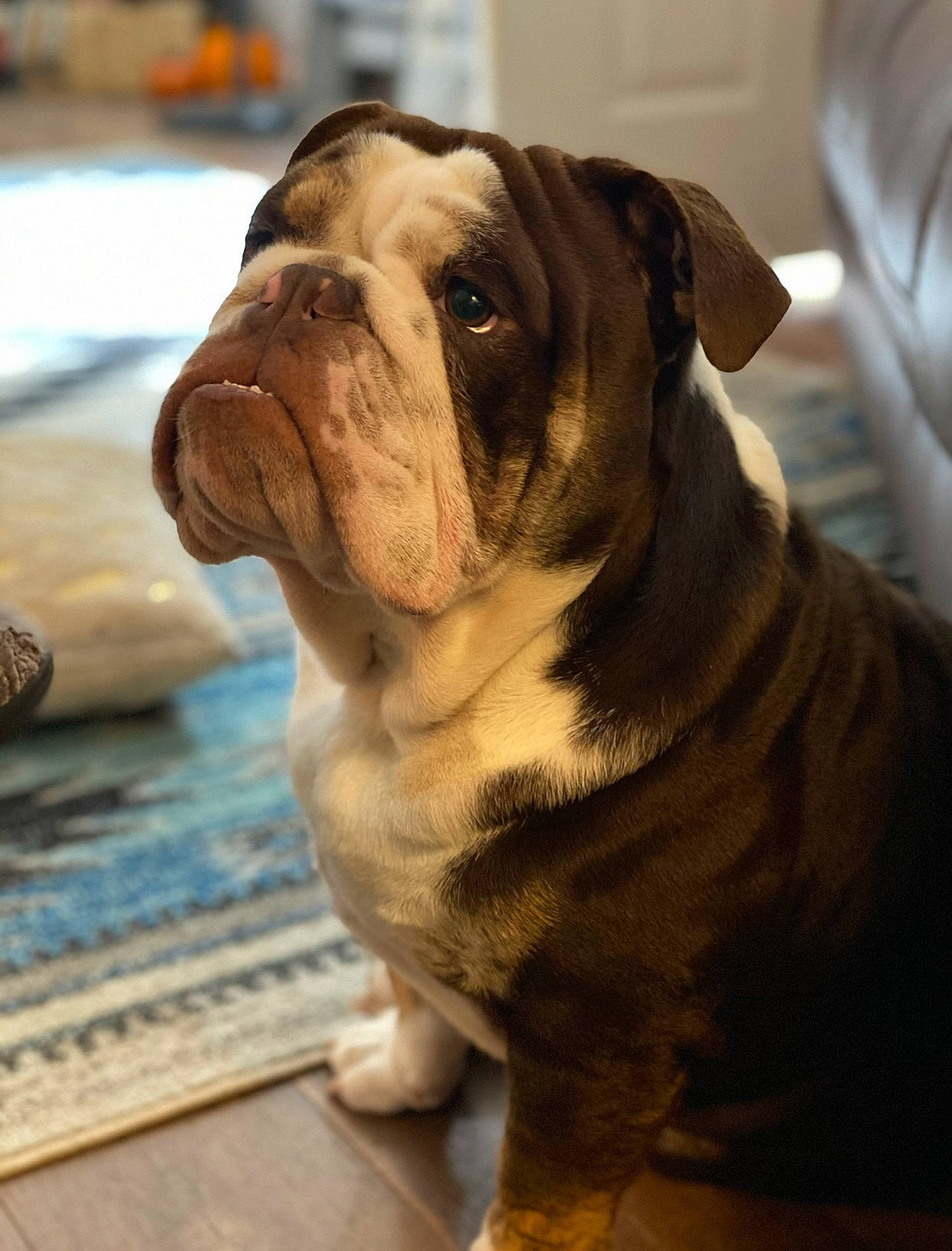 Kyzer joined the competition — help win amazing prizes! bulldog, canidae, carnivore, collar, companion_dog, dog, dog_breed, dog_collar, fawn, flooring, molosser, snout, sporting_group, toy_dog, water, whiskers, white_english_bulldog, window, wood, wrinkle
