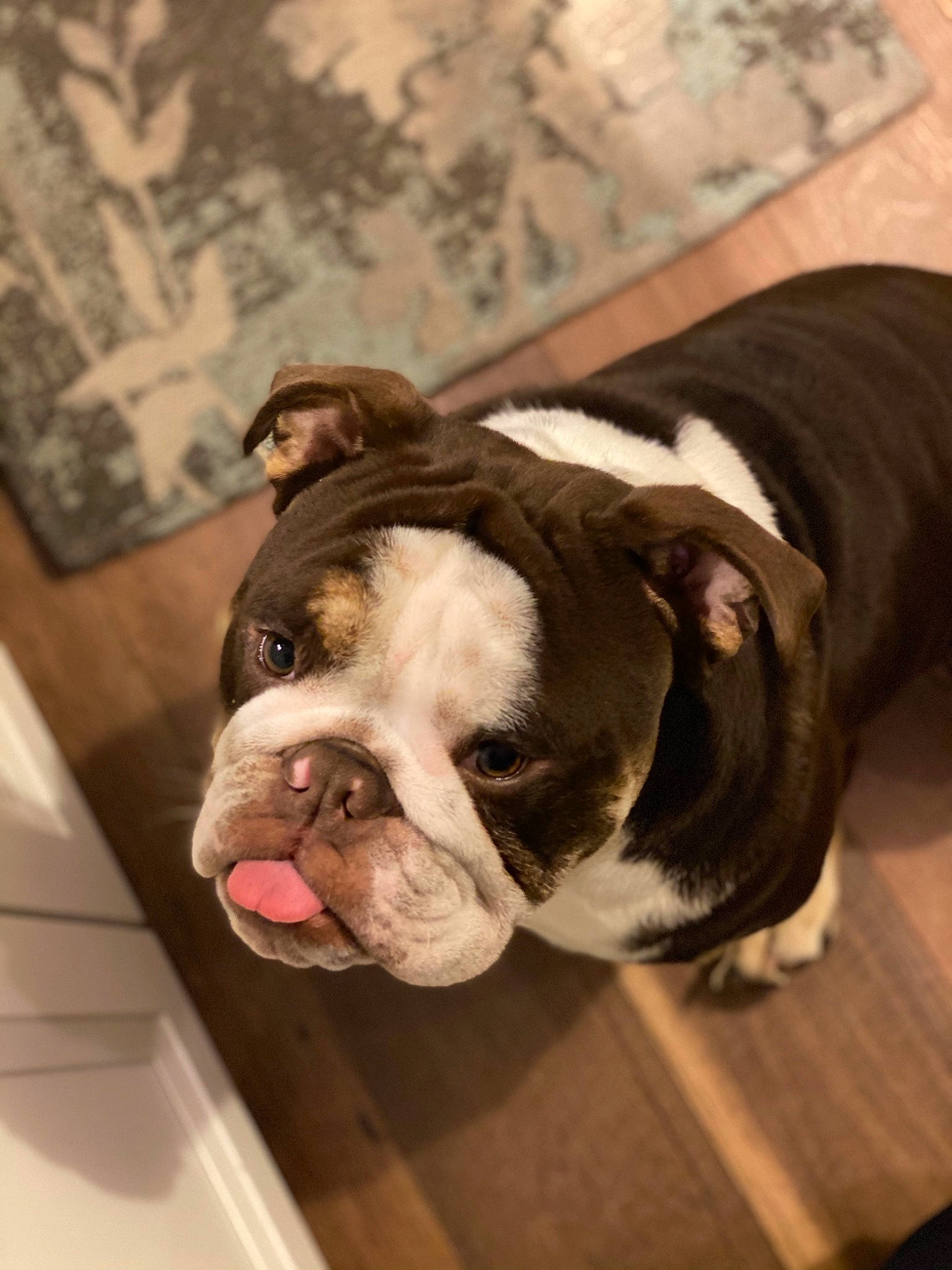 Kyzer is registered to the contest to win money with this photo: bulldog, canidae, carnivore, collar, comfort, companion_dog, dog, dog_breed, ear, eye, fawn, fur, head, snout, sporting_group, terrestrial_animal, whiskers, window, working_animal, wrinkle