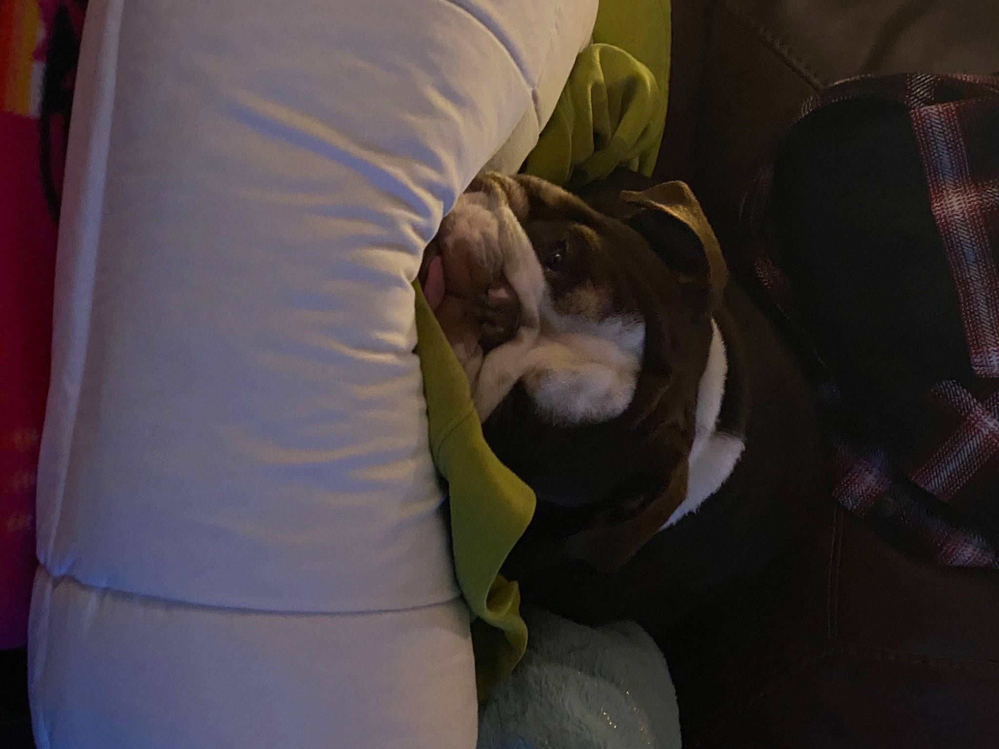 Kyzer joined the competition — help win amazing prizes! abdomen, carnivore, chest, comfort, companion_dog, dog_breed, elbow, fawn, felidae, fun, fur, human_leg, knee, linens, pillow, sitting, small_to_medium_sized_cats, snout, thigh, whiskers