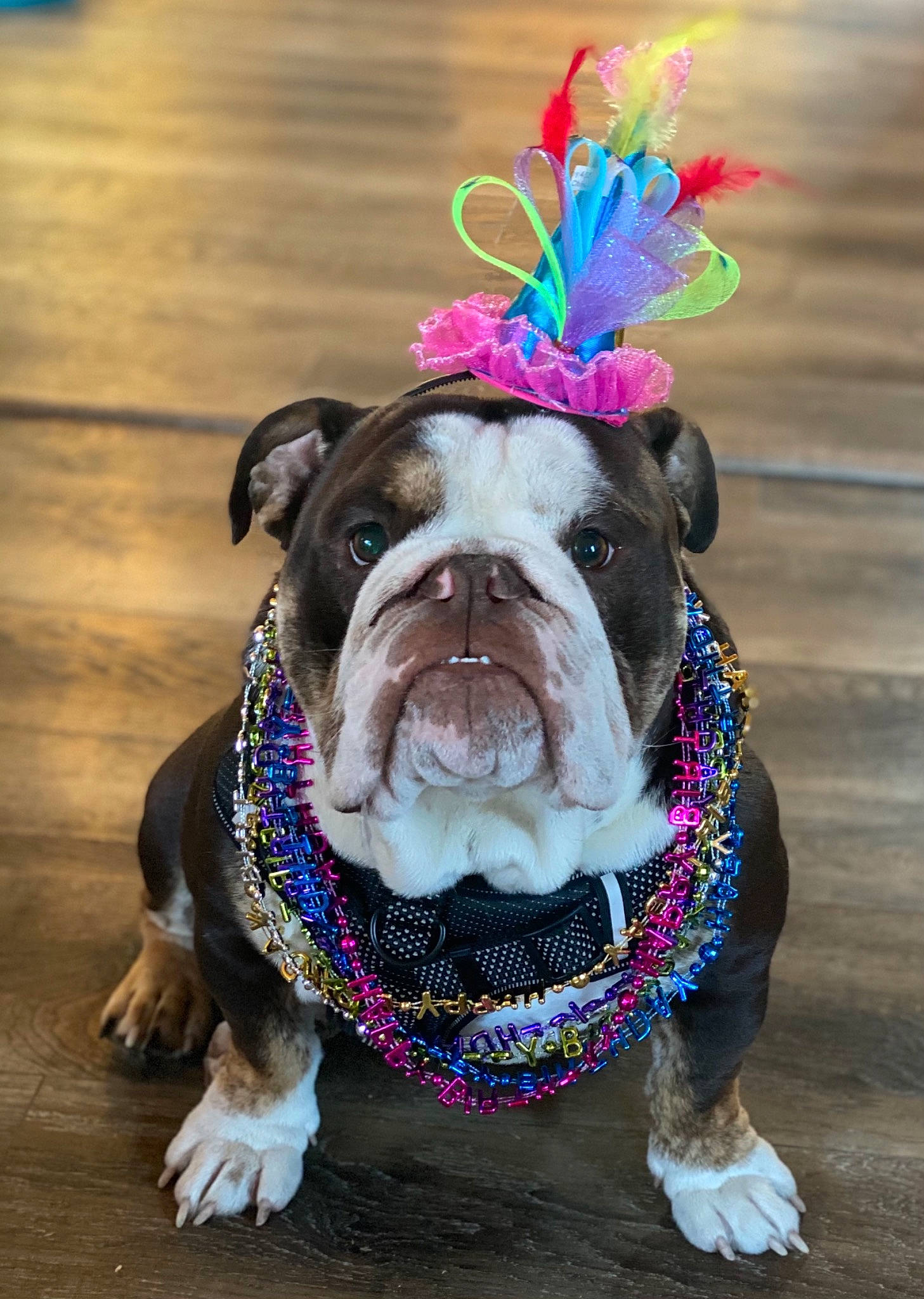 Kyzer joined the competition — help win amazing prizes! bulldog, canidae, carnivore, collar, companion_dog, dog, dog_breed, dog_clothes, dog_collar, dog_supply, fashion_accessory, fawn, grass, leash, pet_supply, pink, snout, sporting_group, working_animal, wrinkle