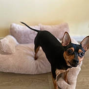 Ullys a rejoint le concours — aidez-le/la à gagner de superbes lots ! alert, animal, black_dog, canine, cozy, curious, dog, domestic_animal, ears, floor, indoor, looking_at_camera, mammal, pet_bed, plush, room, small_dog, standing, tan_markings, wood_flooring