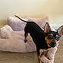 alert, animal, black_dog, canine, cozy, curious, dog, domestic_animal, ears, floor, indoor, looking_at_camera, mammal, pet_bed, plush, room, small_dog, standing, tan_markings, wood_flooring