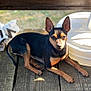 Ullys participe au concours pour gagner de l'argent avec cette photo : alert, animal, black, canine, daylight, dog, ears, fur, nature, outdoor, pet, plastic, relaxed, shadow, sitting, small_dog, sunlight, tan, wheel, wooden_deck