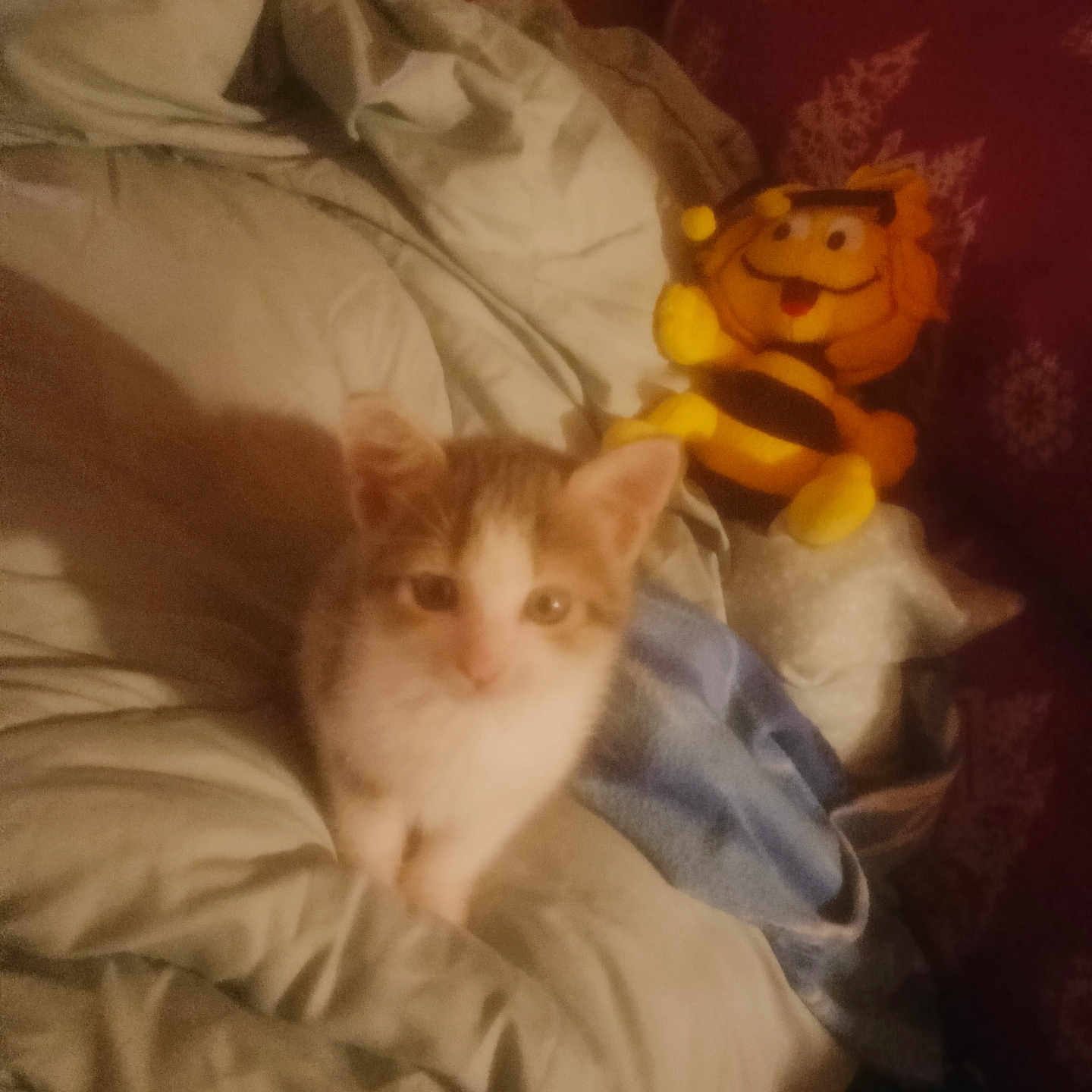 Nadège Desbiolles participe au concours pour gagner de l'argent avec cette photo : abyssinian, animal, baby, bed, bedroom, blanket, cat, couch, cushion, furniture, homedecor, indoors, kitten, manx, person, pet, plush, room, siamese, toy