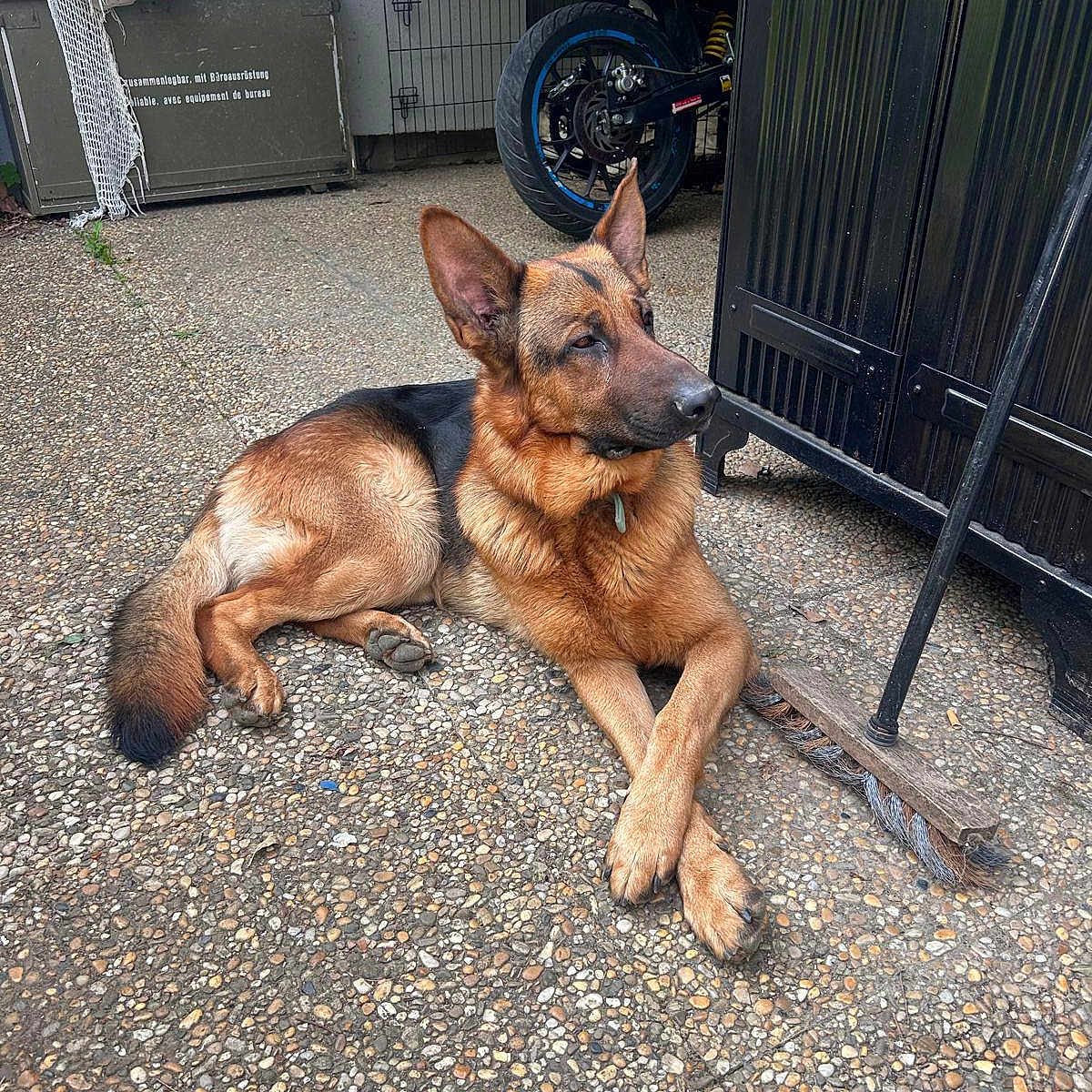 Tusko participe au concours pour gagner de l'argent avec cette photo : animal, broom, cabinet, collar, concrete, crossed_paws, dog, fence, floor, garage, german_shepherd, motorcycle, outdoor, pet, quiet, relaxed, resting, shade, sunlight, wheel