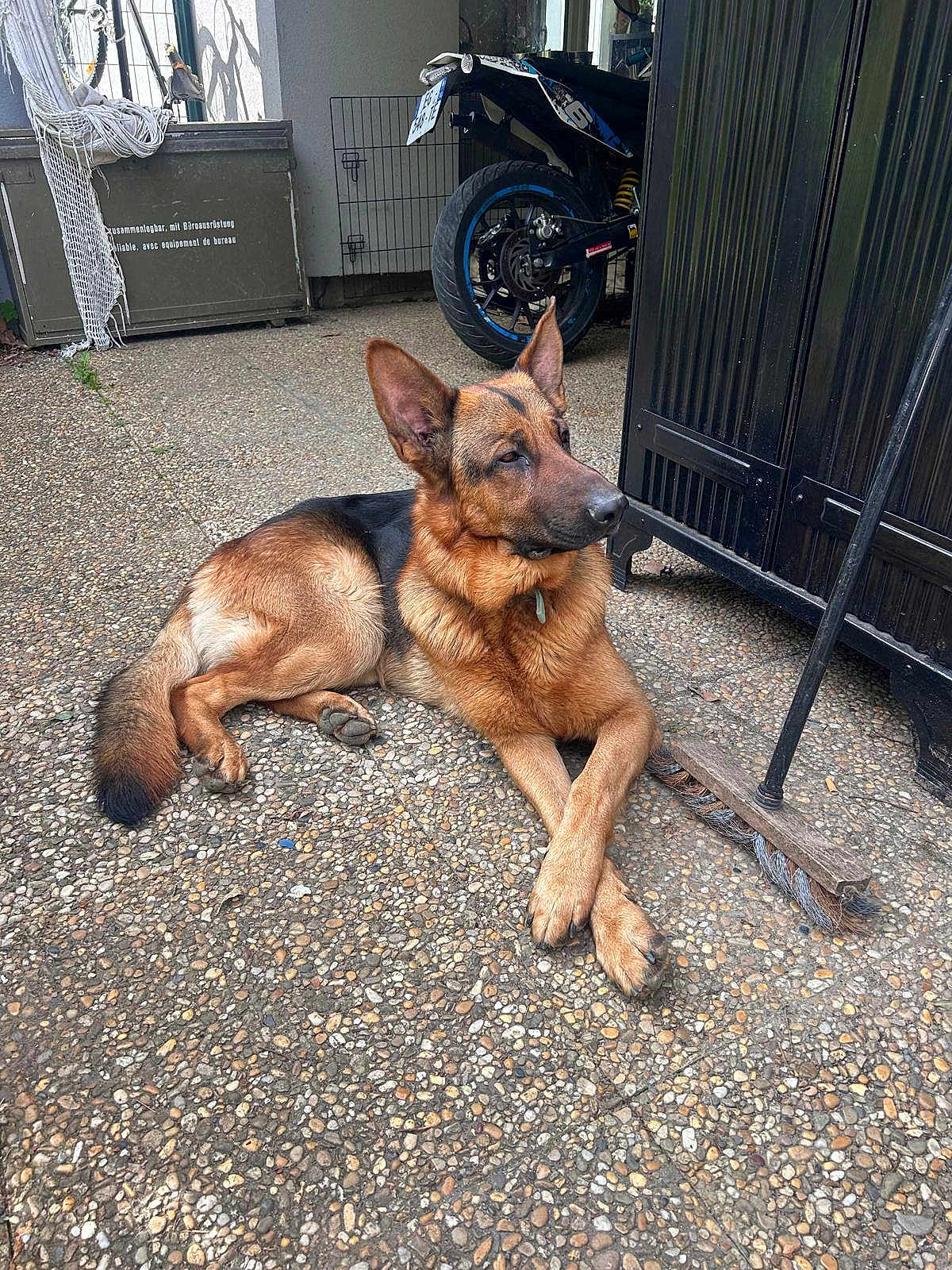 Tusko participe au concours pour gagner de l'argent avec cette photo : animal, broom, cabinet, collar, concrete, crossed_paws, dog, fence, floor, garage, german_shepherd, motorcycle, outdoor, pet, quiet, relaxed, resting, shade, sunlight, wheel