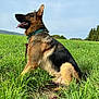 Tusko a rejoint le concours — aidez-le/la à gagner de superbes lots ! animal, canine, collar, daytime, dog, ears, field, fur, german_shepherd, grass, green, happy, leash, nature, outdoor, pet, sitting, sky, sunny, tongue