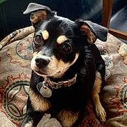 Ayla joined the competition — help win amazing prizes! dog, small_dog, chihuahua, black_and_tan, pet, collar, id_tags, bed, cushion, patterned_fabric, portrait, looking_up, big_eyes, fur, nose, ears, indoor, cute, companion, resting