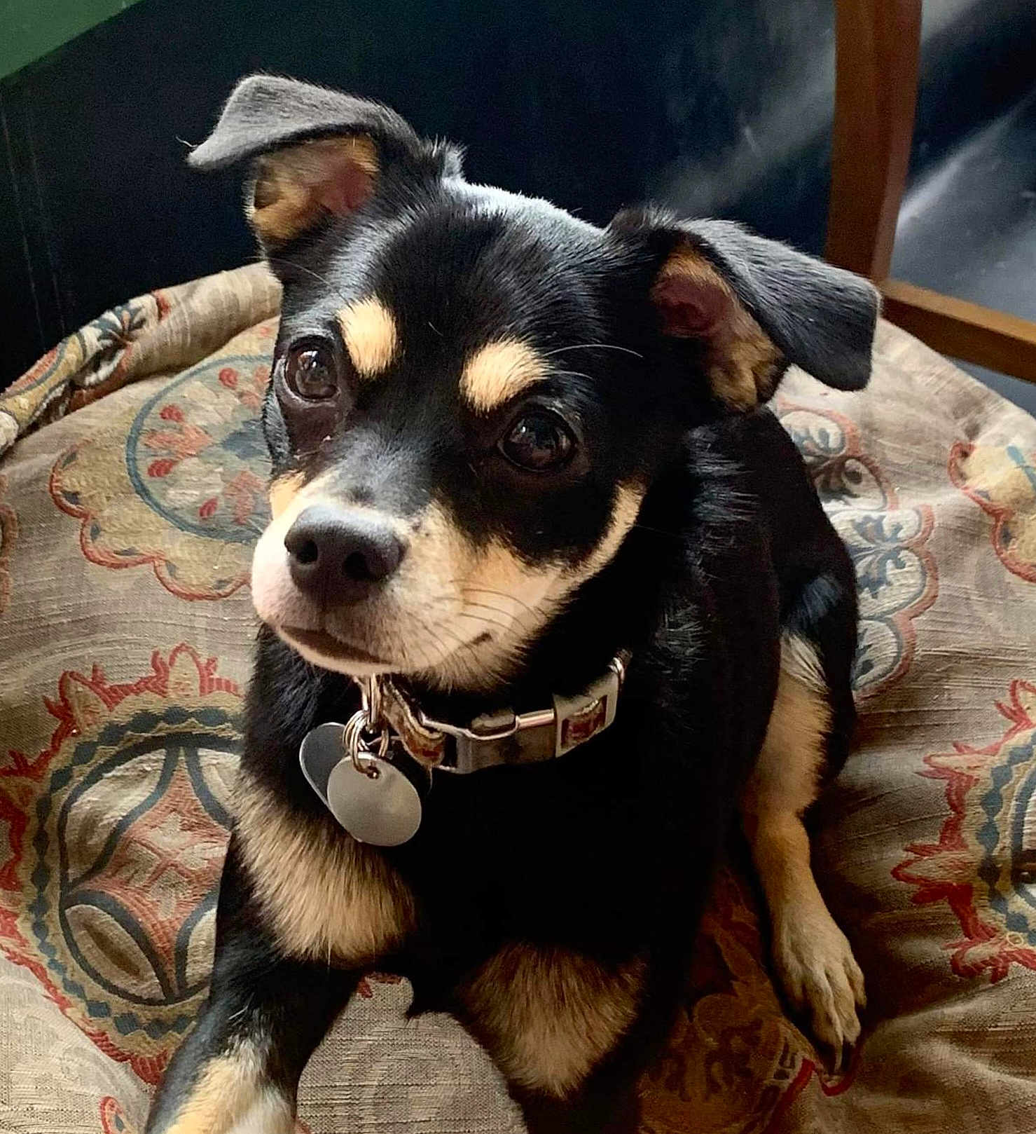 Ayla joined the competition — help win amazing prizes! dog, small_dog, chihuahua, black_and_tan, pet, collar, id_tags, bed, cushion, patterned_fabric, portrait, looking_up, big_eyes, fur, nose, ears, indoor, cute, companion, resting