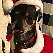 Toby is registered to the contest to win money with this photo: dog, pet, animal, santa_hat, christmas, holiday, costume, red, white, black, tongue, cute, indoors, furry, small_dog, collar, festive, portrait, expression, background