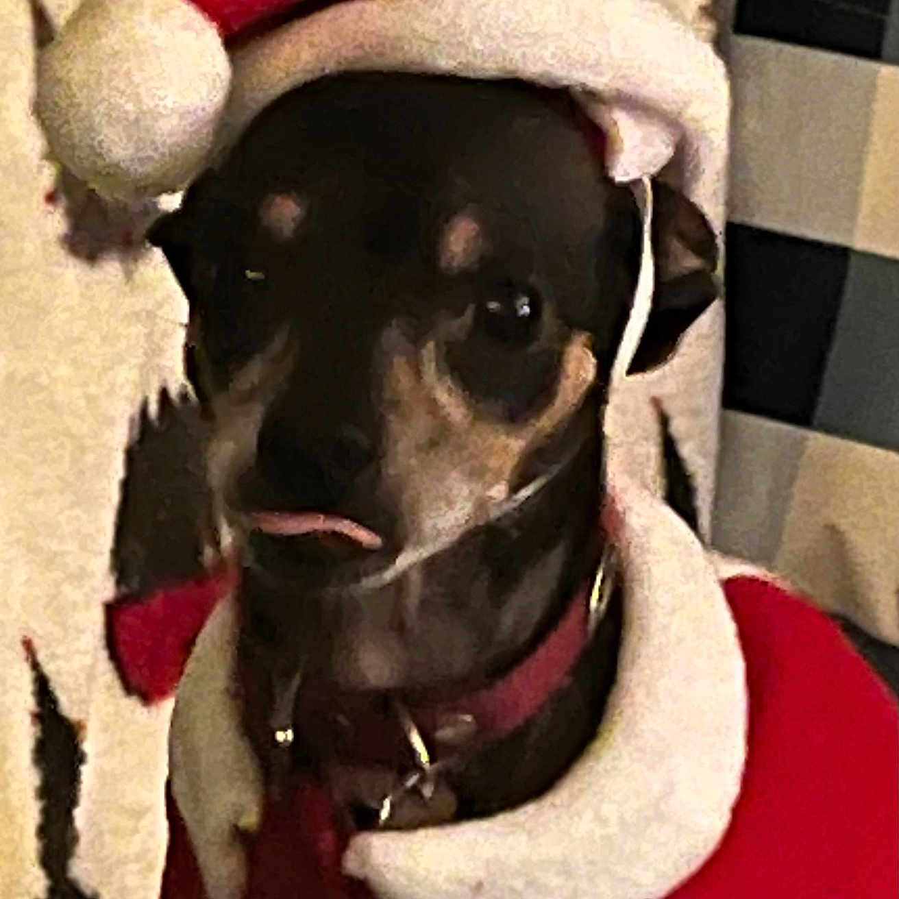 Toby is registered to the contest to win money with this photo: animal, background, black, christmas, collar, costume, cute, dog, expression, festive, furry, holiday, indoors, pet, portrait, red, santa_hat, small_dog, tongue, white