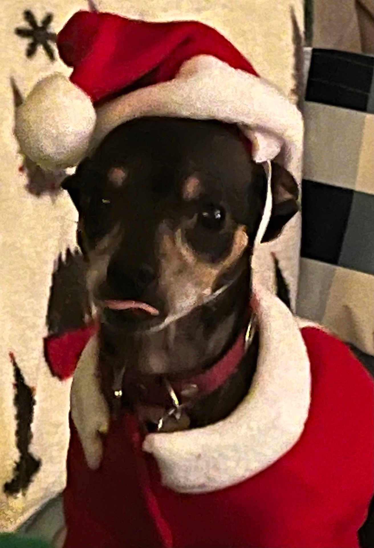 Toby is registered to the contest to win money with this photo: dog, pet, animal, santa_hat, christmas, holiday, costume, red, white, black, tongue, cute, indoors, furry, small_dog, collar, festive, portrait, expression, background