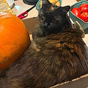 Carmel is registered to the contest to win money with this photo: black, brown, cardboard_box, cat, cozy, curious, domestic, feline, food, fur, ginger, indoor, kitchen_counter, orange, pet, pumpkin, still_life, tomatoes, tortoiseshell, vegetables