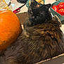 black, brown, cardboard_box, cat, cozy, curious, domestic, feline, food, fur, ginger, indoor, kitchen_counter, orange, pet, pumpkin, still_life, tomatoes, tortoiseshell, vegetables