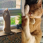 Mrs Loulou a rejoint le concours — aidez-le/la à gagner de superbes lots ! cat, window, sleeping, curious, paw, indoor, outdoor, plant, wood, fur, whiskers, tail, resting, sunlight, cozy, animal, pet, closeup, nature, home