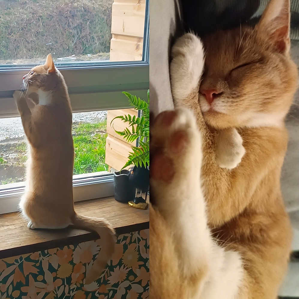 Mrs Loulou a rejoint le concours — aidez-le/la à gagner de superbes lots ! animal, cat, closeup, cozy, curious, fur, home, indoor, nature, outdoor, paw, pet, plant, resting, sleeping, sunlight, tail, whiskers, window, wood