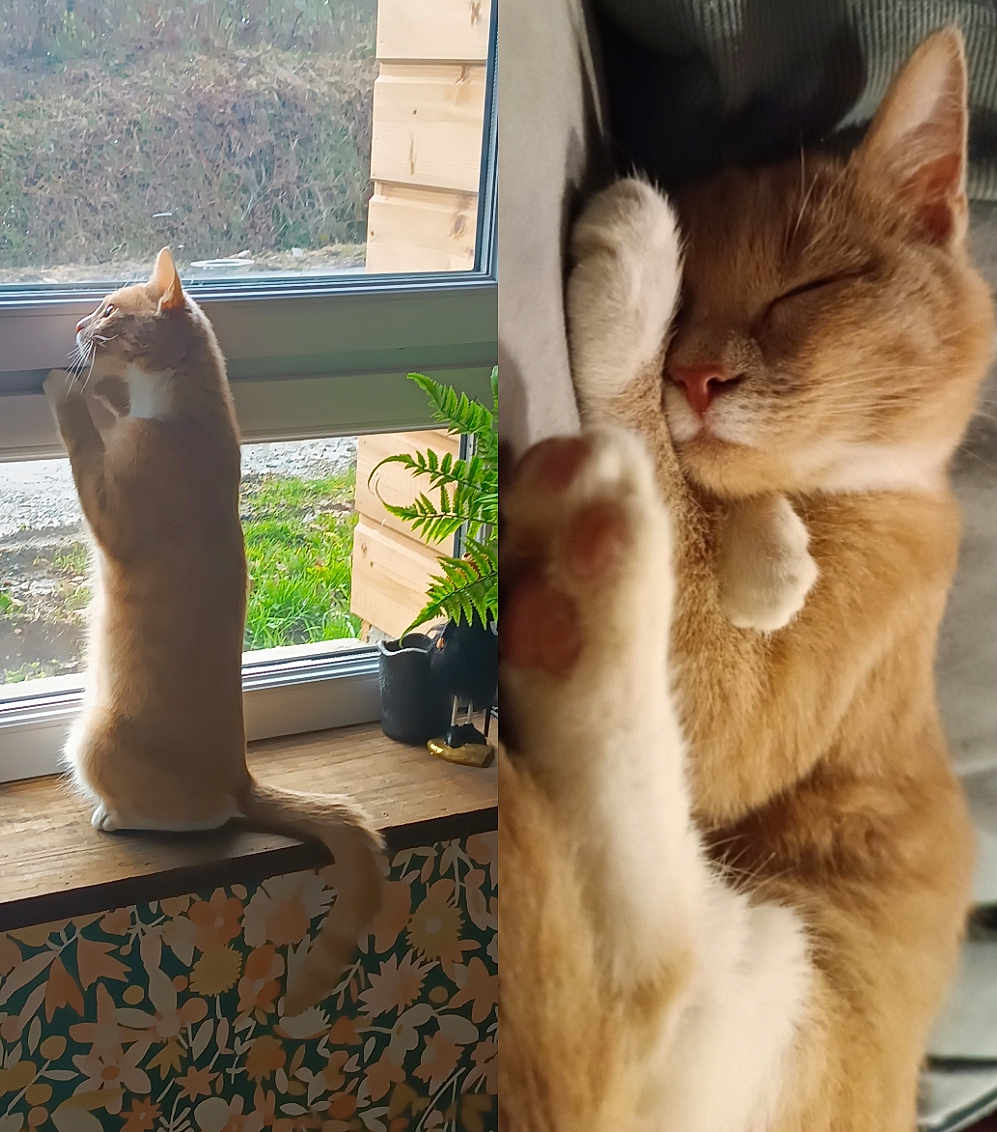 Mrs Loulou a rejoint le concours — aidez-le/la à gagner de superbes lots ! cat, window, sleeping, curious, paw, indoor, outdoor, plant, wood, fur, whiskers, tail, resting, sunlight, cozy, animal, pet, closeup, nature, home