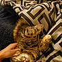 cat, tabby, sleeping, pet, hand, blanket, patterned_blanket, fur, cozy, indoor, relaxed, cute, whiskers, paw, nap, striped, soft, comfort, resting, animal