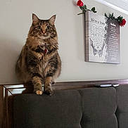 Tilly joined the competition — help win amazing prizes! cat, tabby, feline, pet, indoor, bedroom, headboard, wall_art, rose, decor, furniture, curious, sitting, looking, fur, whiskers, collar, closeup, home, cozy