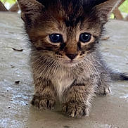 Potato joined the competition — help win amazing prizes! kitten, cat, animal, pet, fluffy, fur, tortoiseshell, brown, black, white, blue_eyes, whiskers, ears, paws, sitting, portrait, close_up, outdoor, patio, lattice