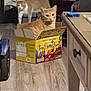 cat, tabby_cat, cat_in_box, cardboard_box, snack_box, belvita, orange_cat, pet, indoor, living_room, hardwood_floor, furniture, table, curious, feline, domestic_cat, background_cat, sitting, packaging, cozy