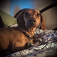 Bobby is registered to the contest to win money with this photo: dog, dachshund, pet, bed, bedding, pillow, indoor, animal, canine, resting, collar, metal_bedframe, patterned_bedspread, brown_coat, close_up, portrait, looking, cute, domestic, furniture