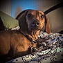 dog, dachshund, pet, bed, bedding, pillow, indoor, animal, canine, resting, collar, metal_bedframe, patterned_bedspread, brown_coat, close_up, portrait, looking, cute, domestic, furniture