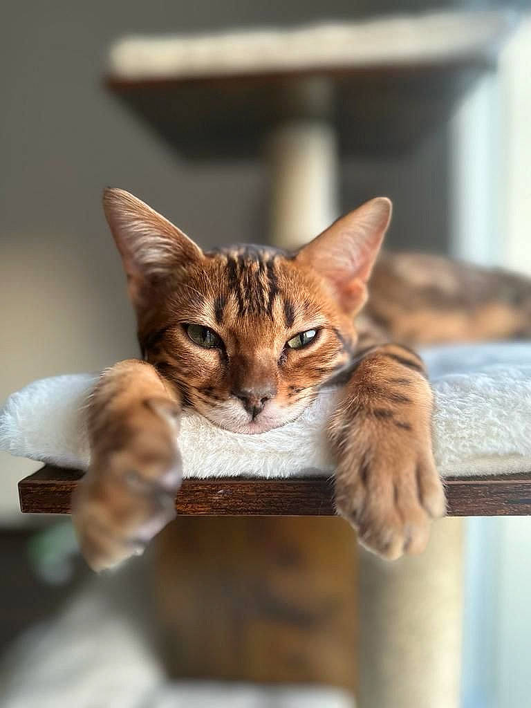 Miel participe au concours pour gagner de l'argent avec cette photo : carnivore, cat, cat_supply, claw, domestic_short_haired_cat, fawn, felidae, fur, pet_supply, small_to_medium_sized_cats, snout, tail, terrestrial_animal, toy, whiskers, wildlife, wood