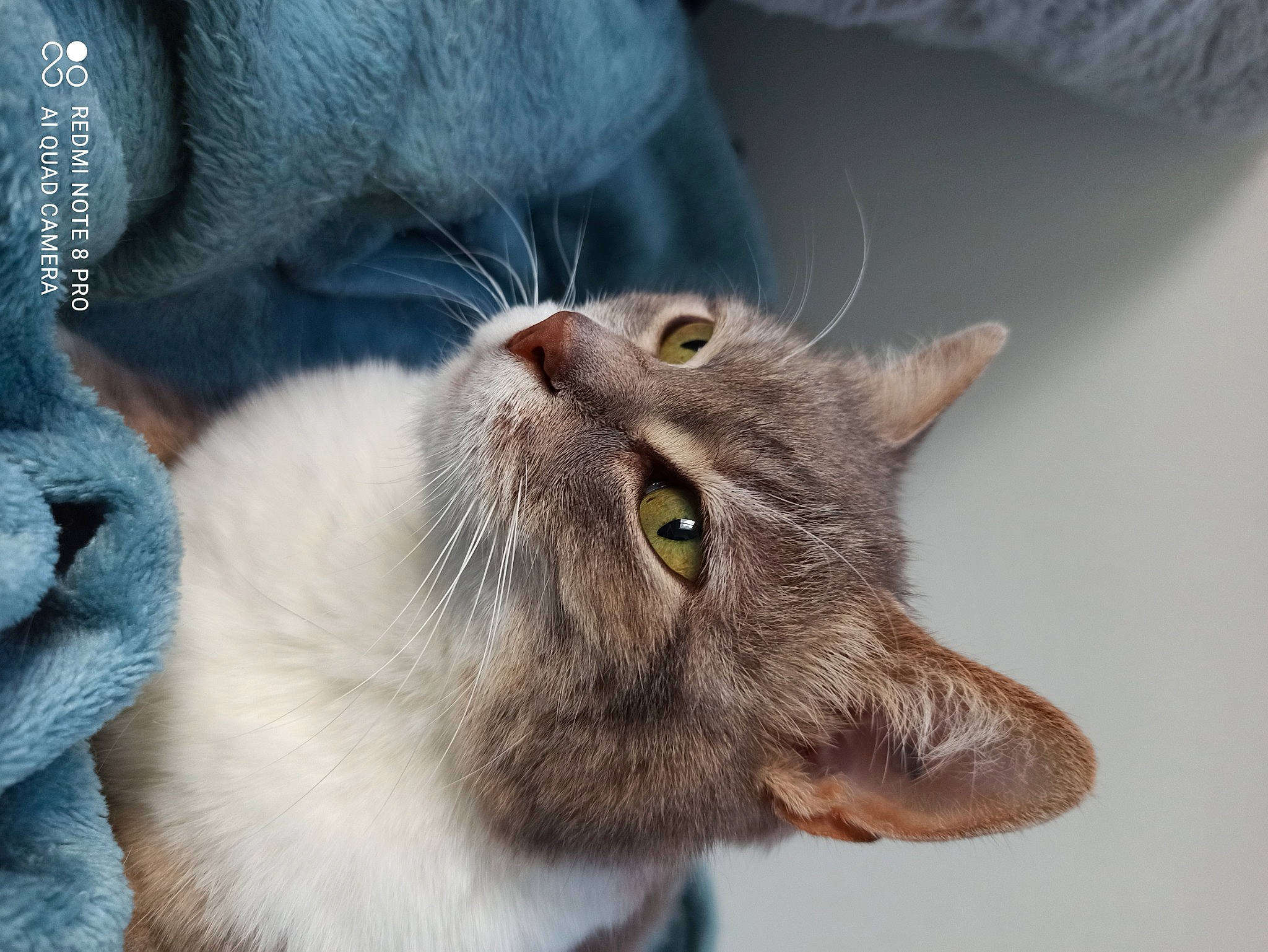 Chouchou participe au concours pour gagner de l'argent avec cette photo : balinese, carnivore, cat, chartreux, domestic_short_haired_cat, ear, eye, fang, felidae, fur, head, small_to_medium_sized_cats, snout, terrestrial_animal, thai, whiskers, wildlife