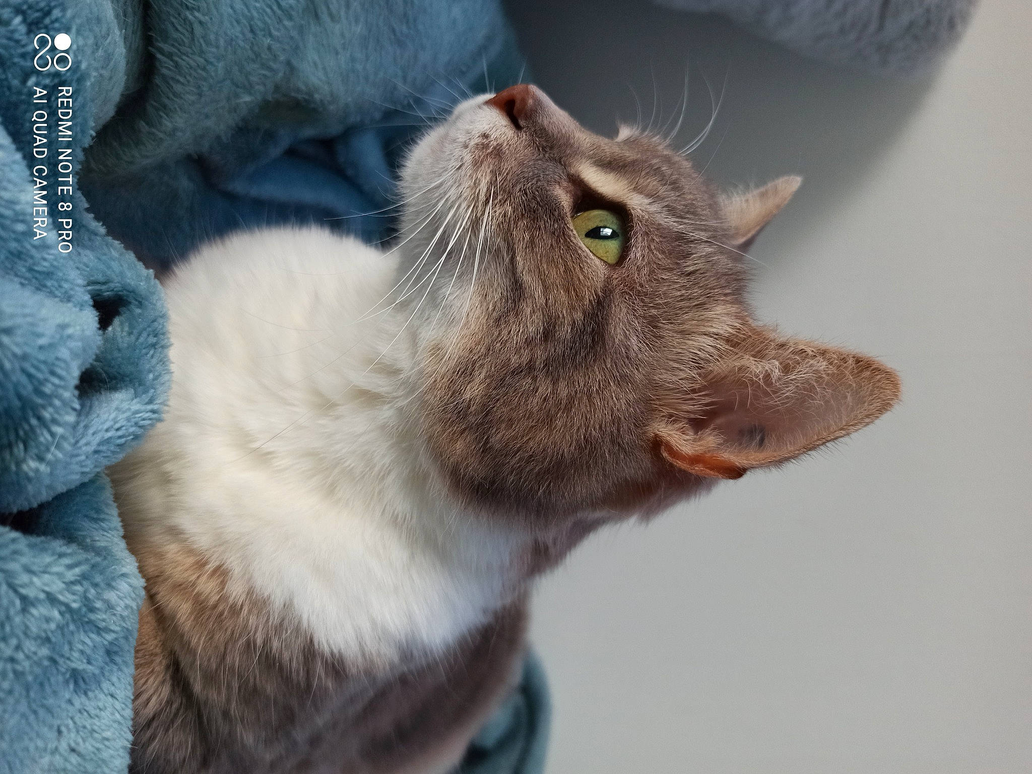 Chouchou participe au concours pour gagner de l'argent avec cette photo : carnivore, cat, claw, collar, denim, domestic_short_haired_cat, fawn, felidae, fur, paw, small_to_medium_sized_cats, snout, tail, terrestrial_animal, whiskers, wildlife, working_animal