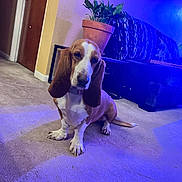 Remedy is registered to the contest to win money with this photo: dog, basset_hound, carpet, indoor, living_room, couch, plant, door, furniture, pet, animal, ears, sitting, floor, purple_lighting, blue_lighting, cozy, home, canine, portrait