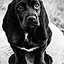puppy, dog, black_and_white, close_up, sitting, ears, cute, animal, pet, portrait, young, fur, outdoor, nature, texture, expression, adorable, whiskers, nose, paws