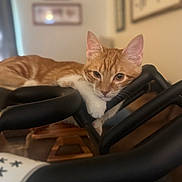 Eevee is registered to the contest to win money with this photo: cat, orange_cat, white_paw, indoor, exercise_equipment, relaxed, pet, animal, feline, resting, closeup, portrait, whiskers, ears, fur, domestic_cat, household, cute, looking, cozy