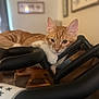 cat, orange_cat, white_paw, indoor, exercise_equipment, relaxed, pet, animal, feline, resting, closeup, portrait, whiskers, ears, fur, domestic_cat, household, cute, looking, cozy