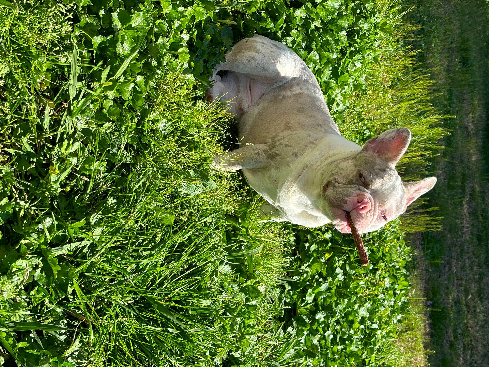 Romeo joined the competition — help win amazing prizes! carnivore, cat, dog_breed, domestic_short_haired_cat, fawn, felidae, flower, grass, grass_family, groundcover, plant, shrub, small_to_medium_sized_cats, sporting_group, tail, terrestrial_animal, terrestrial_plant, tree, trunk, whiskers