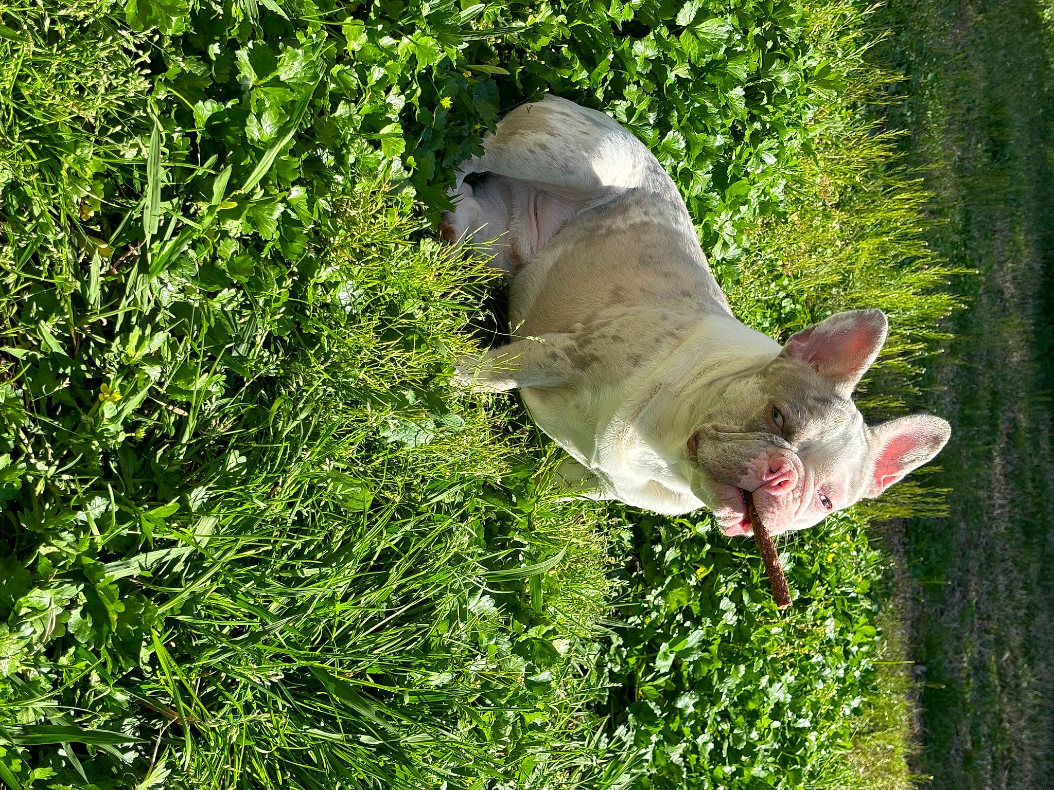 Romeo joined the competition — help win amazing prizes! carnivore, cat, companion_dog, dog_breed, domestic_short_haired_cat, fawn, felidae, grass, groundcover, lawn, plant, shrub, small_to_medium_sized_cats, snout, sporting_group, tail, terrestrial_animal, tree, trunk, whiskers