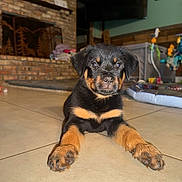 Daniel joined the competition — help win amazing prizes! puppy, rottweiler, dog, indoor, tile_floor, pet, animal, cute, young, fur, black_and_tan, lying_down, home, fireplace, toys, background, floor, looking_at_camera, ears, paws