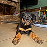 puppy, rottweiler, dog, indoor, tile_floor, pet, animal, cute, young, fur, black_and_tan, lying_down, home, fireplace, toys, background, floor, looking_at_camera, ears, paws