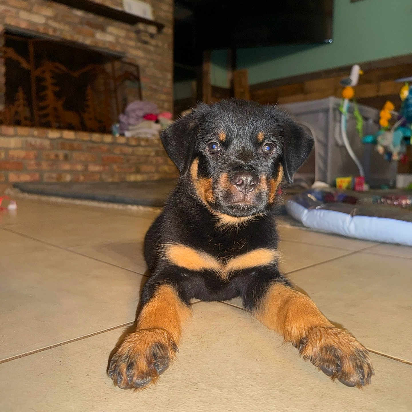 Daniel joined the competition — help win amazing prizes! puppy, rottweiler, dog, indoor, tile_floor, pet, animal, cute, young, fur, black_and_tan, lying_down, home, fireplace, toys, background, floor, looking_at_camera, ears, paws
