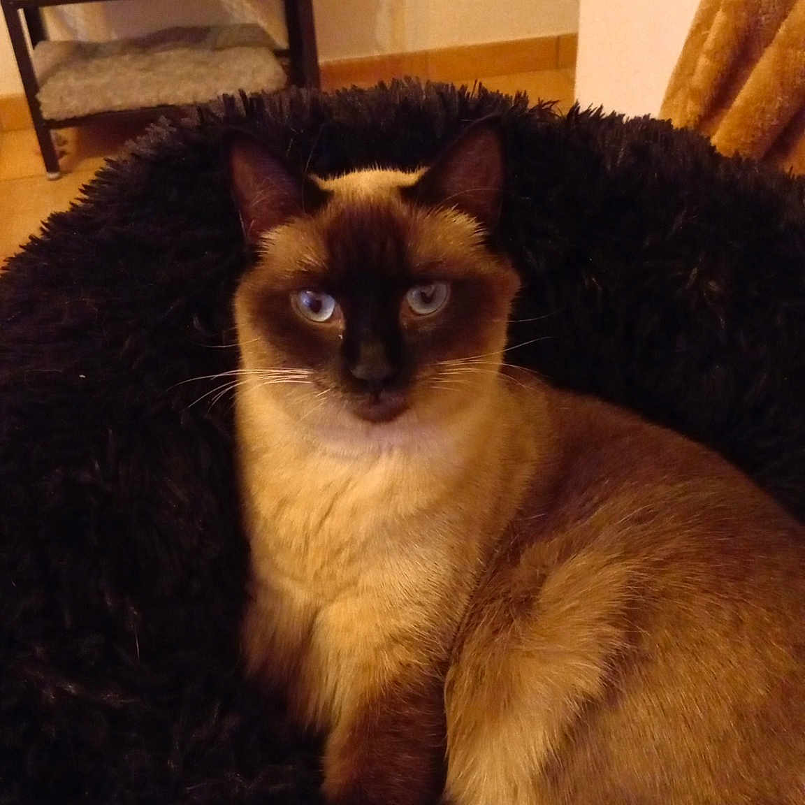 Sophie