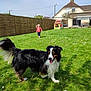 dog, grass, child, running, fence, house, playhouse, outdoor, daylight, happy, pet, animal, greenery, lawn, tree, sky, canine, person, smiling, yard
