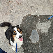 Pato participe au concours pour gagner de l'argent avec cette photo : dog, leash, pavement, manhole_cover, black_fur, white_fur, tan_fur, tongue_out, happy, pet, outdoor, person, jeans, walking, animal, tail, ears, eyes, closeup, companion