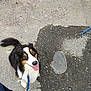 dog, leash, pavement, manhole_cover, black_fur, white_fur, tan_fur, tongue_out, happy, pet, outdoor, person, jeans, walking, animal, tail, ears, eyes, closeup, companion
