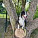 Pato
