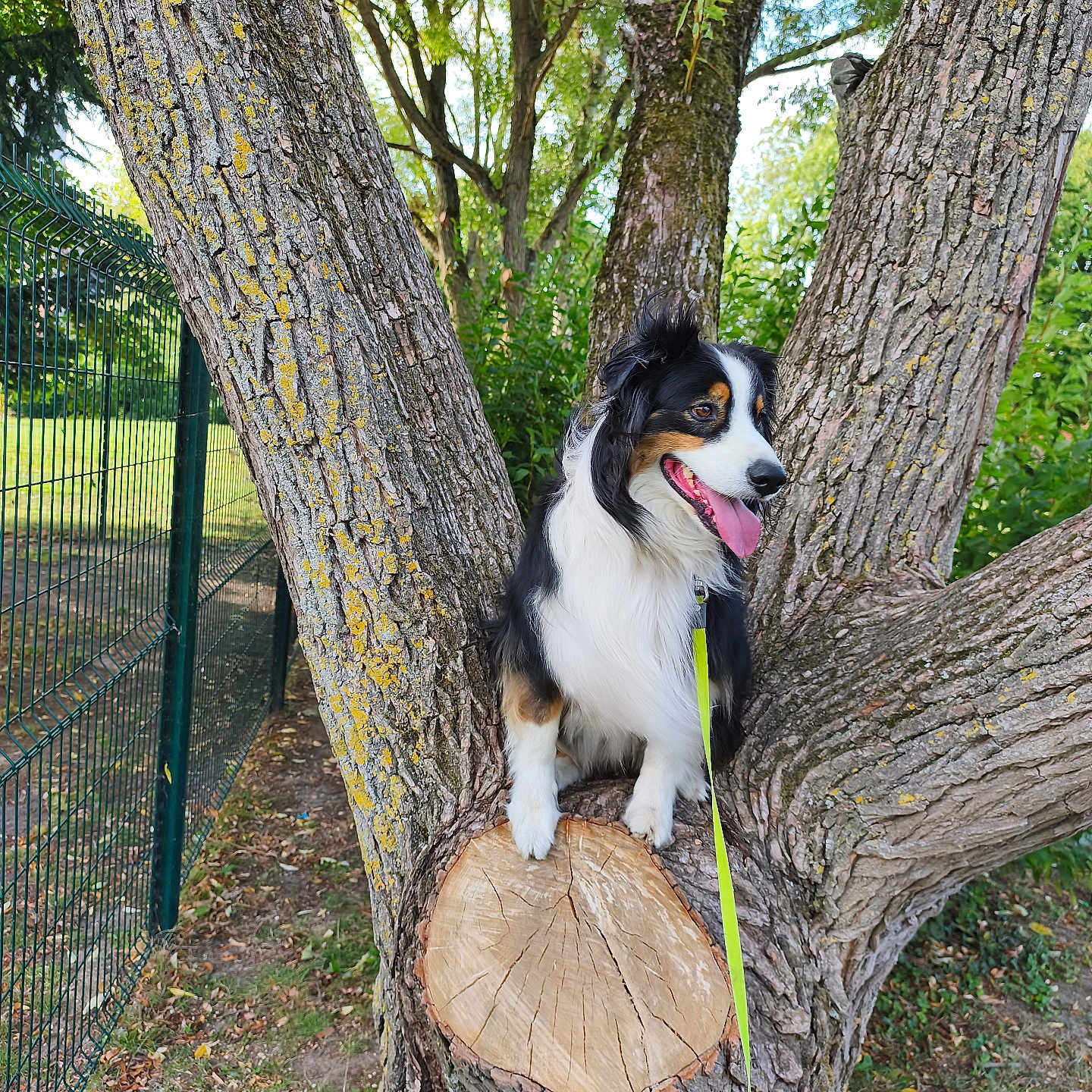 Pato a rejoint le concours — aidez-le/la à gagner de superbes lots ! animal, bark, canine, dog, fence, fur, grass, greenery, happy, leash, nature, outdoor, park, pet, playful, sunlight, tongue_out, tree, tree_stump, tricolor