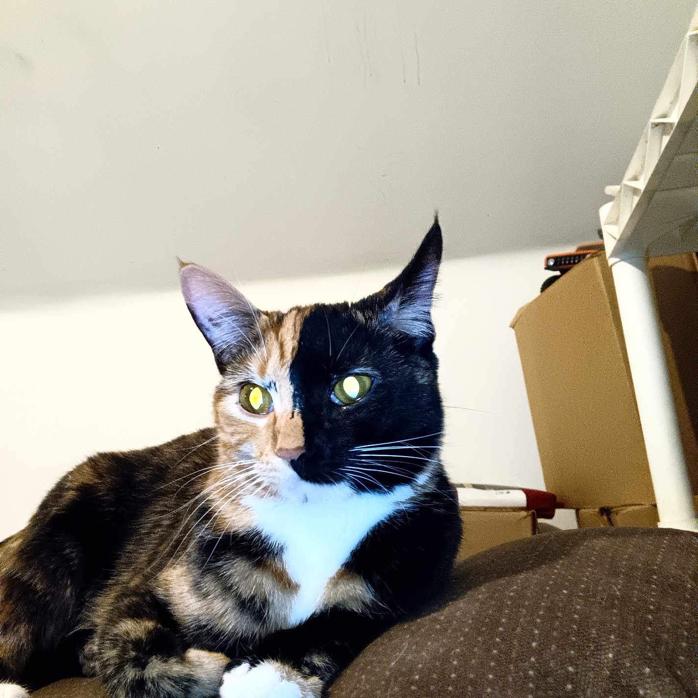 Gizmo