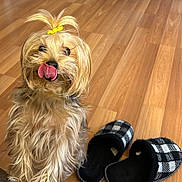 Harley joined the competition — help win amazing prizes! bow_hair, cute, dog, domestic_animal, furry, hair_tie, hardwood_floor, indoor, long_hair, looking_up, paw, pet, playful, sitting, slipper, slippers, small_dog, tongue_out, wooden_floor, yorkshire_terrier