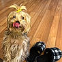 bow_hair, cute, dog, domestic_animal, furry, hair_tie, hardwood_floor, indoor, long_hair, looking_up, paw, pet, playful, sitting, slipper, slippers, small_dog, tongue_out, wooden_floor, yorkshire_terrier