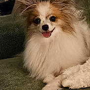 Gigi is registered to the contest to win money with this photo: animal, brown_and_white, carpet, companion, cute, dog, domestic, fluffy, friendly, fur, happy, indoor, paw, pet, relaxed, resting, small_dog, smiling, tongue_out, toy