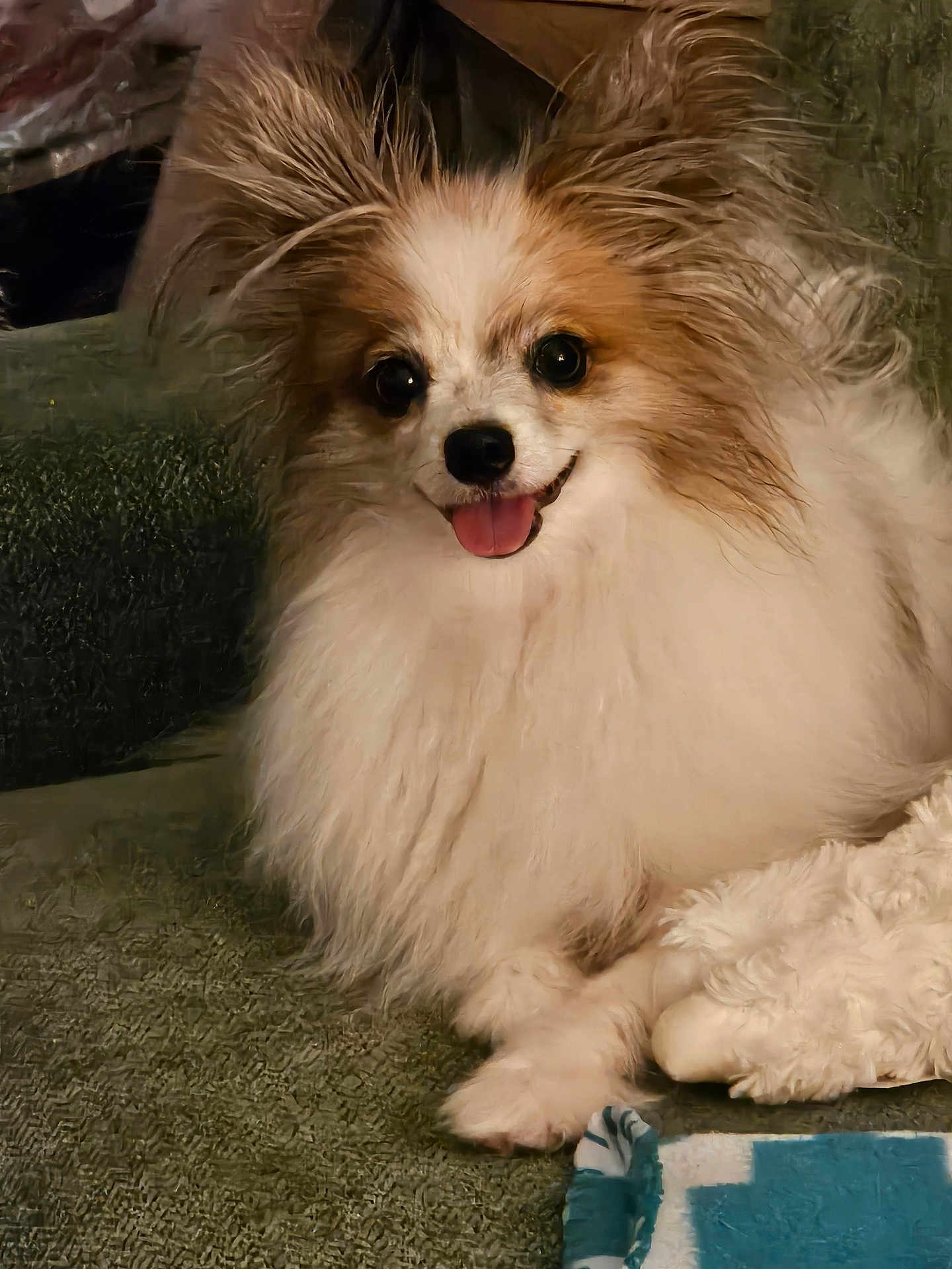 Gigi